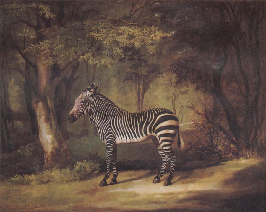 A Zebra